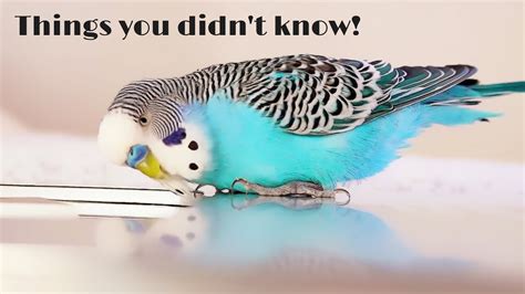 Awesome Budgie Care Tips You Should Know Compilation Youtube