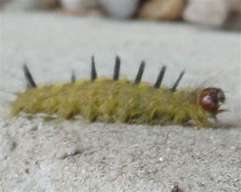 Green Fuzzy Caterpillar With Black Spikes And Red Head Acronicta