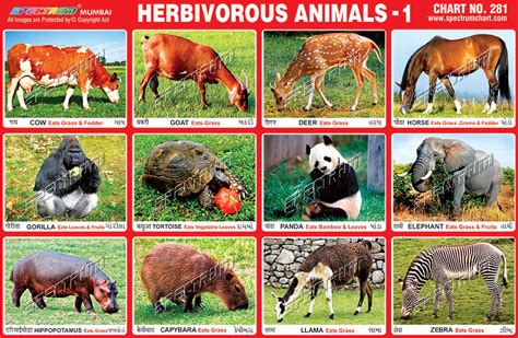 Herbivorous Animals Chart At Rs 10piece Teaching Charts In Mumbai
