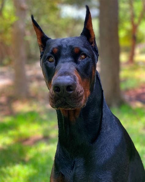 14 Strong Facts About Doberman Pinschers Petpress