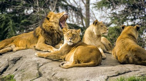 Top Woodland Park Zoo Punkty Widokowe 2022 Darmowa Rezygnacja