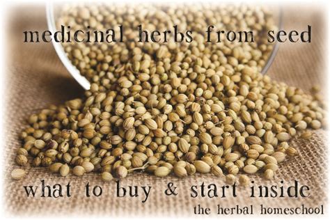 Medicinal Herbs From Seed The Herbal Homeschool