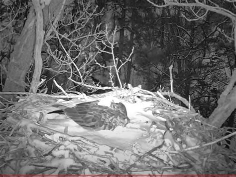 Dnr Eagle Cam Nest Fell Out Of Tree Chick Dies