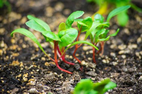 Planting Swiss Chard In A Garden Stock Photos Pictures And Royalty Free