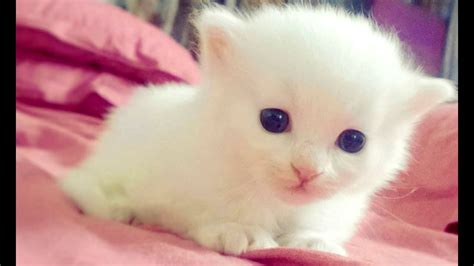 قطط صغيرة كيوت اجمل القطط الصغيره الجميله عزه و ثقه