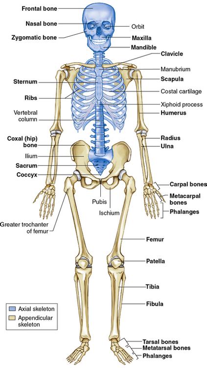 Anatomy And Physiology Skeletal System Free Printable Worksheet