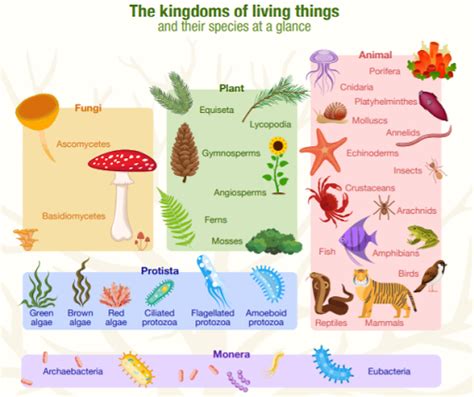 Hg Science Corner The Five Kingdoms At A Glance