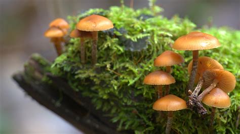 Mushrooms Took A Deadly Toxin From A Mysterious Source The New York Times
