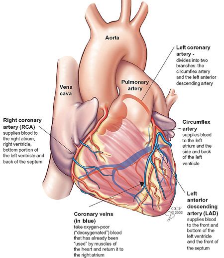 Veins are blood vessels that return blood back to the heart; Your Coronary Arteries | Cleveland Clinic
