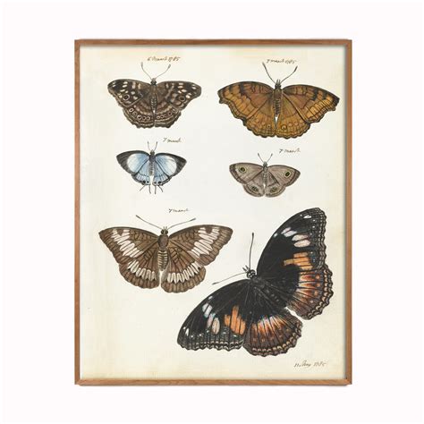 Vintage Butterfly Print Set Of 2 Capricorn Press