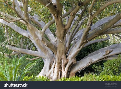 Giant Fig Tree Kirstenbosch National Botanical Stock Photo 33587359
