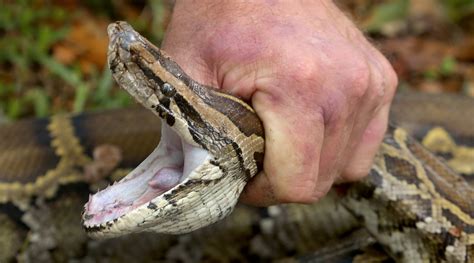 Burmese Python Teeth