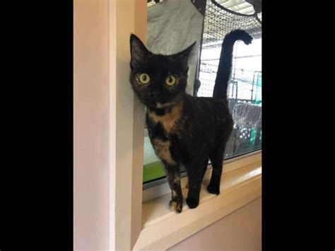 Adopt Mitzi Rescue Cat From Bmd Cat Welfare Group