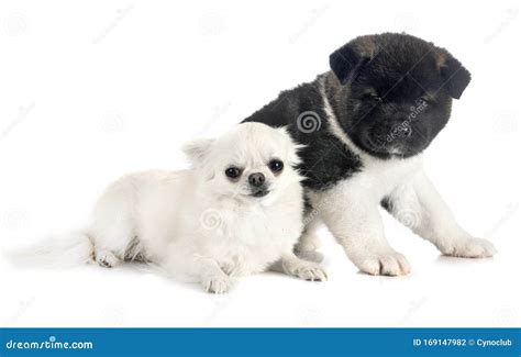 Puppy American Akita And Chihuahua Stock Photo Image Of Animal
