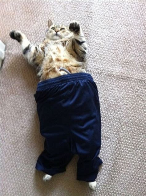 Cute Cat Wearing Pants Cats Cat Pajamas Animals