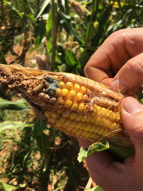 Fall Armyworm In Western Australia Agriculture And Food