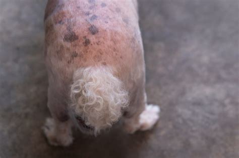 Hyperpigmentation In Dogs Orange Park Vets