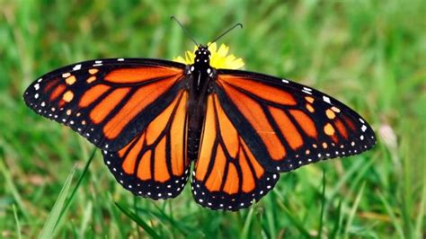 Monarch Butterfly Numbers Drop By 27 Percent In Mexico