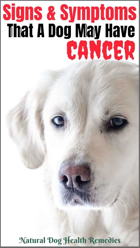 What Are Symptoms Of Malignant Tumor In A Dog Dog Cancer Symptoms