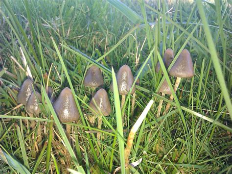 The Official Uk Liberty Cap Mushroom Season 2015 Mushroom Hunting