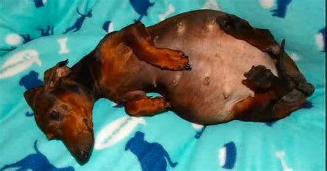 Apr 26, 2021 · your dog's pregnancy length will range between 58 days and up to 68 days. Pregnant Dachshund Is Abandoned, And Then Gives Birth To 7 ...