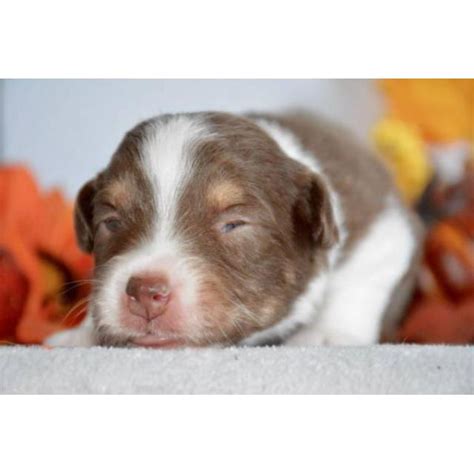 View more photos & details about me. Toy Aussie pups in Lewiston, Maine - Puppies for Sale Near Me