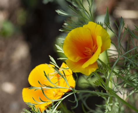 The fragrance of a flower can make you spellbound, mesmerized and hypnotized. Orange and Yellow | Flower garden, Garden, Plants