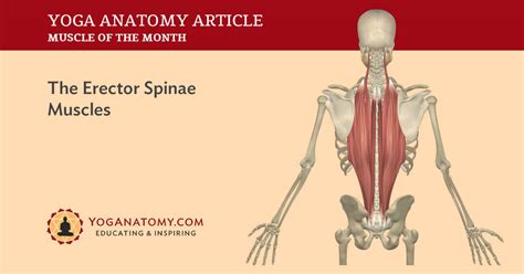 Erector Spinae Back Muscle Anatomy Human Body Anatomy