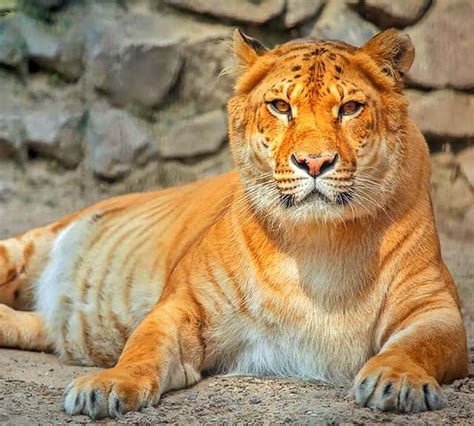 Male Tiger And Female Lion Mix Rizop