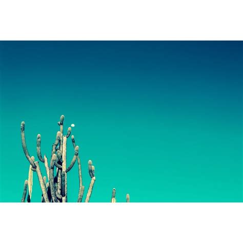 40 Gorgeous Cactus Wallpapers To Use As Your Background Inspirationfeed