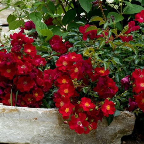 Rose Flower Carpet Red Velvet Gc Cowells Garden