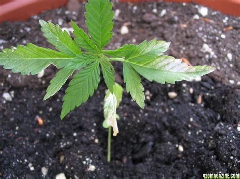 There's a good chance that's powdery mildew, a fungal disease of plant foliage and stems. Leaves turned white after transplant | 420 Magazine