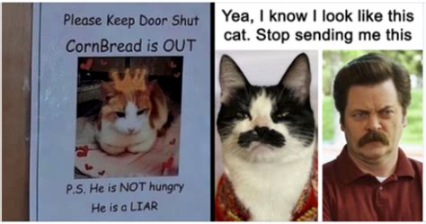 Funny And Relatable Cat Pics And Memes To Brighten Up Your Day Viral Stories