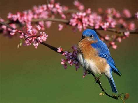 Bluebird Facts Welcome To The Bluebird Society Of Pennsylvanias Website
