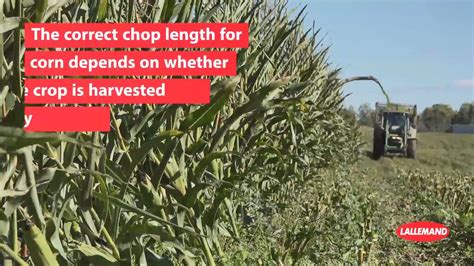 Corn Silage Chop Height And Length How To Set Correct Chop Height