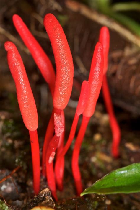 ˚red Fungus Fungi Pinterest