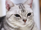 高清可愛小貓咪壁紙 #12 - 1600x1200 壁紙下載 - 高清可愛小貓咪壁紙 - 動物 壁紙 - V3壁紙站