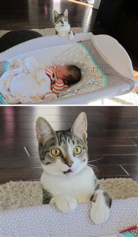 16 Hilarious Cat Expressions Funny Babamail