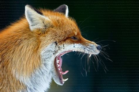 Copyright © Bence Mate Tous Droits Réservés Fox Wildlife Photos
