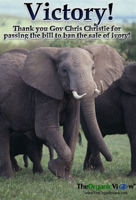 Pin On Ban The Sale Of Ivory