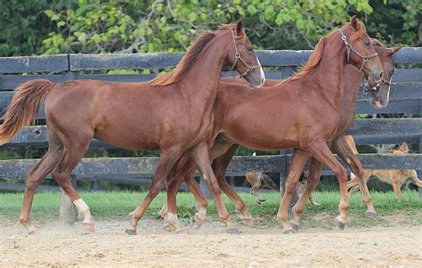 American Saddlebred Tem Sua História Atrelada A Do Povo Americano Cavalus