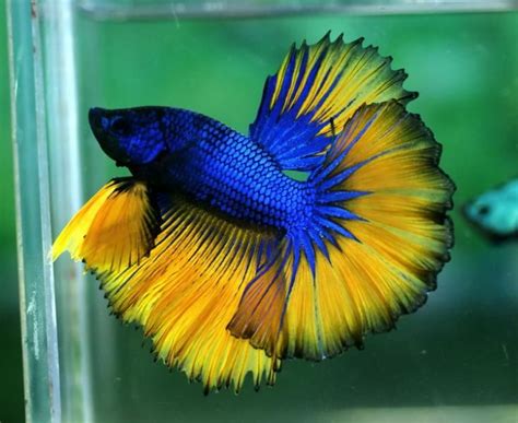 Attachmentphp 734×600 Pixels Fish Pinterest Betta Fish And
