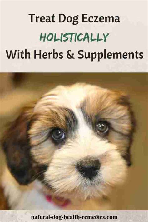 Dog Eczema Natural Remedies Dog Eczema Dog Skin Problem Dog Remedies