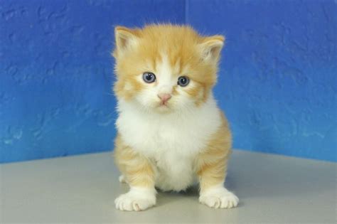 The munchikin cat has unusually short legs, comes in a variety of colors, and has a very loving, sweet. Munchkin Kittens For Sale - Buy Munchkin Kittens ...