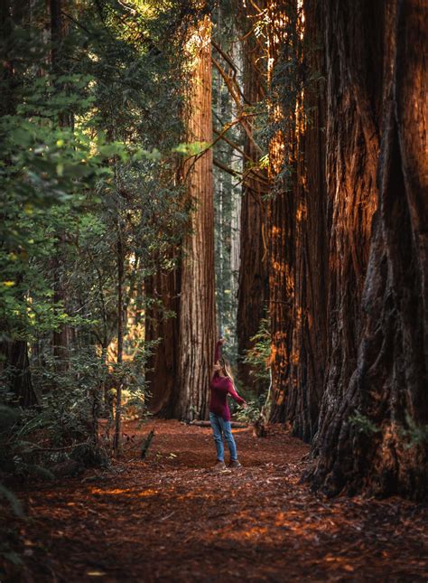 Jedediah Smith Redwoods State Park Your Top Stop For The Redwoods