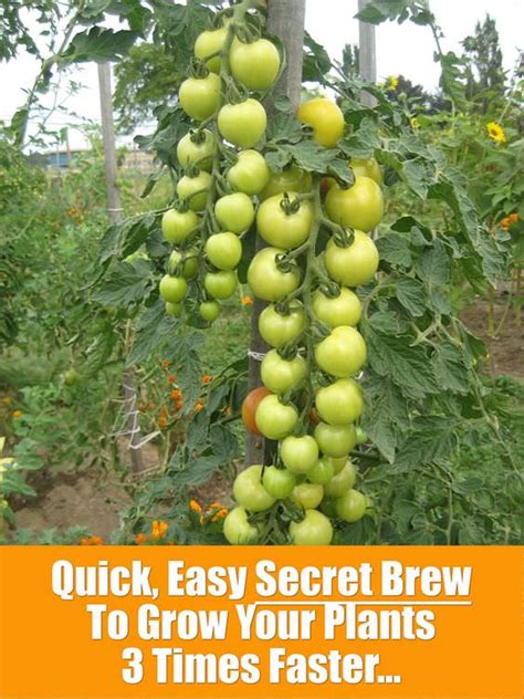 The experts at suttons recommend them as one of the best plants for beginners as they're easy to grow and provide months of color. Quick & Easy, Secret Brew To Grow Your Plants 3 Times ...