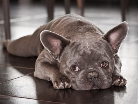 French Bulldog Aggression What Do You Need To Know