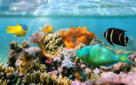 Wallpaper Coral Reef Underwater Tropical Fish 3840x2160 Uhd 4k