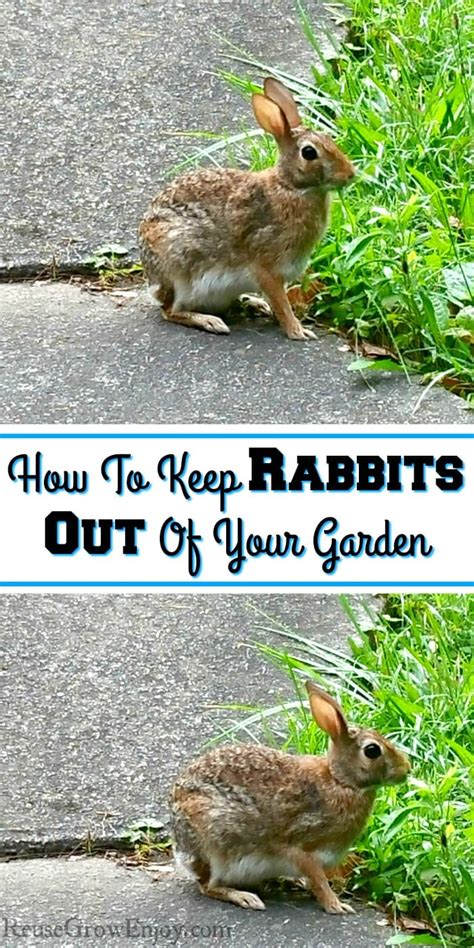 Sometimes farmers place aluminum pie pans, and some pretend owls to scare away rabbits from the farm. Having trouble keeping the rabbits out of your garden? I ...