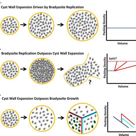 Development Of Bradyzoites Within Tissue Cysts In Vivo All Tissue